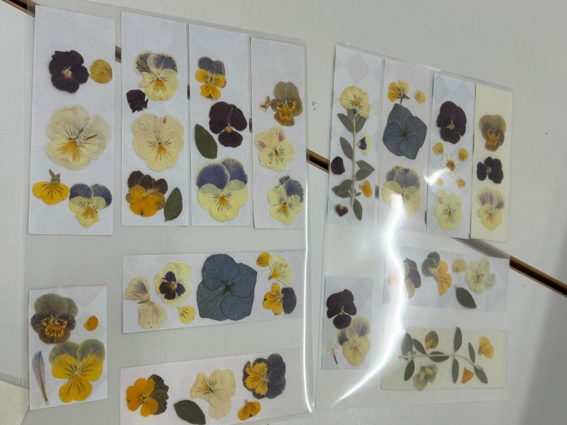 押し花をラミネートにはさんでいる